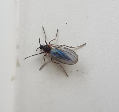 Lestremiinae